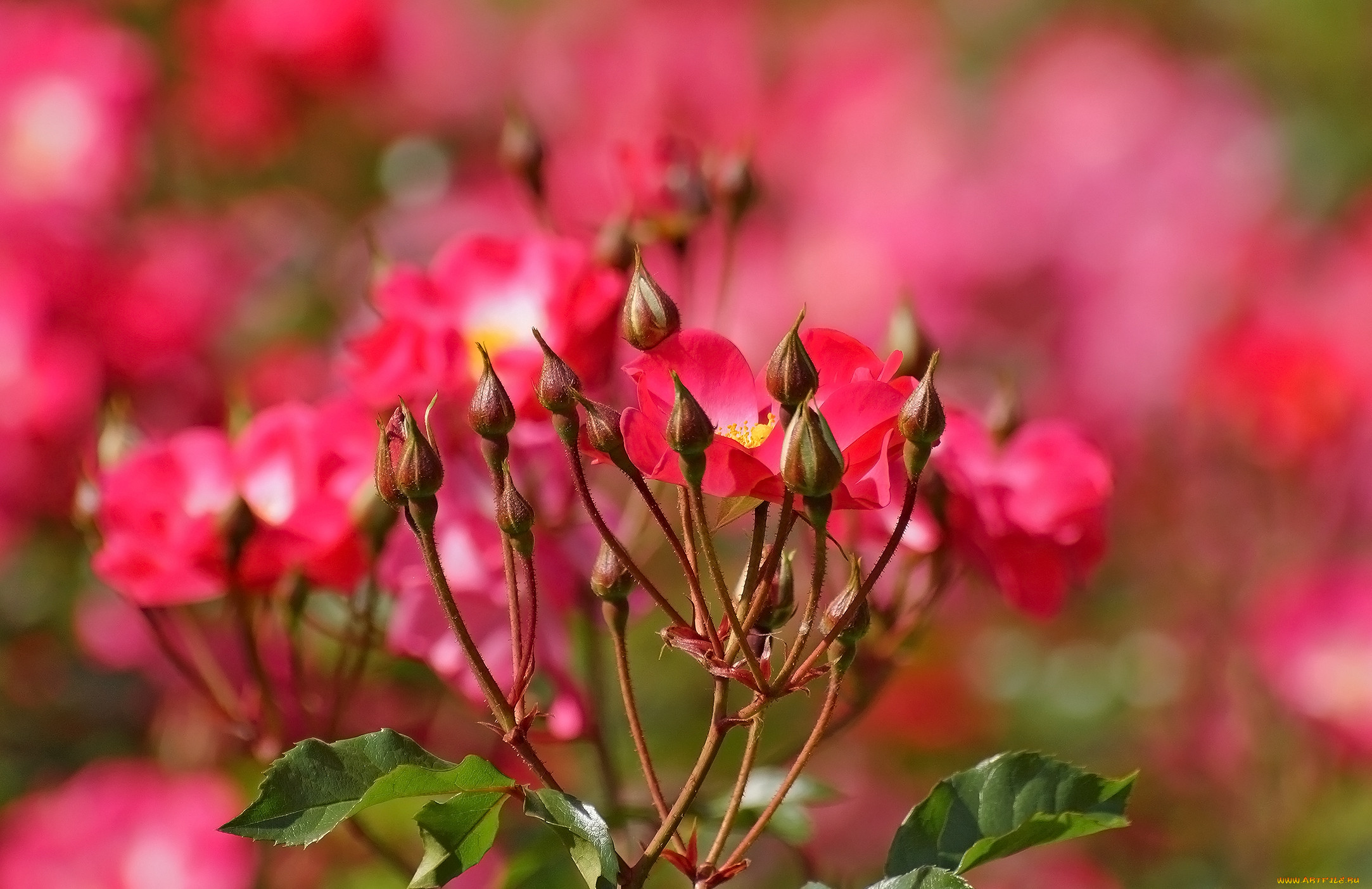 , , leaves, petals, bud, rose, blossoms, , , , , 